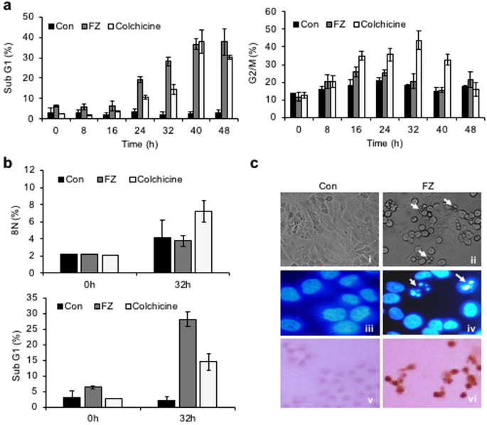 Fenbendazole Acts As A Moderate Microtubule Destabilizing Agent And Causes Cancer Cell Death By Modulating Multiple Cellular Pathways Scientific Reports