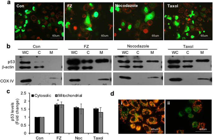 Fenbendazole Acts As A Moderate Microtubule Destabilizing Agent And Causes Cancer Cell Death By Modulating Multiple Cellular Pathways Scientific Reports