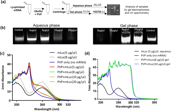 Formulation Characterization And Evaluation Of Mrna Loaded Dissolvable Polymeric Microneedles Rnapatch Scientific Reports