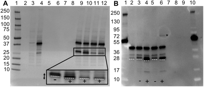 Accelerated Pharmaceutical Protein Development With Integrated Cell Free Expression Purification And Bioconjugation Scientific Reports