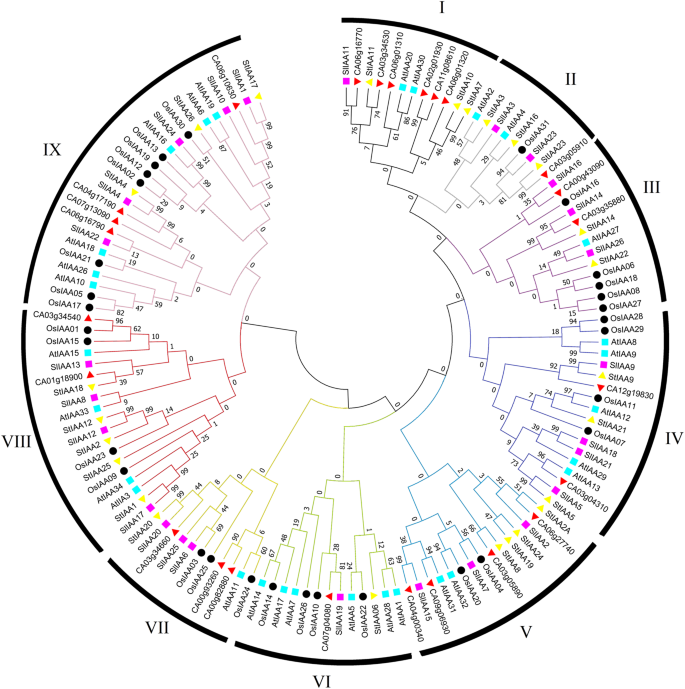 Genome Wide Identification Of The Auxin Indole 3 Acetic Acid Aux Iaa Gene Family In Pepper Its Characterisation And Comprehensive Expression Profiling Under Environmental And Phytohormones Stress Scientific Reports