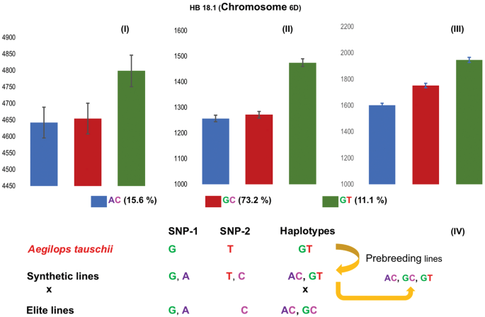Harnessing Genetic Potential Of Wheat Germplasm Banks Through Impact Oriented Prebreeding For Future Food And Nutritional Security Scientific Reports