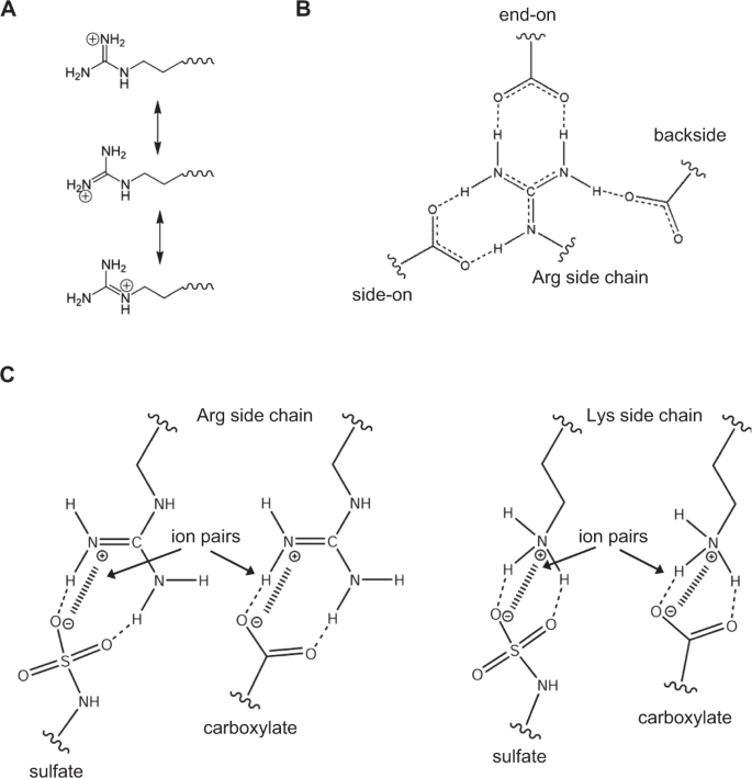 Lysines And Arginines Play Non Redundant Roles In Mediating Chemokine Glycosaminoglycan Interactions Scientific Reports