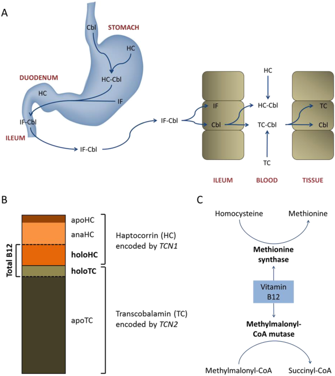 Expression of TCN1 in Blood is Negatively Associated with Verbal  Declarative Memory Performance | Scientific Reports