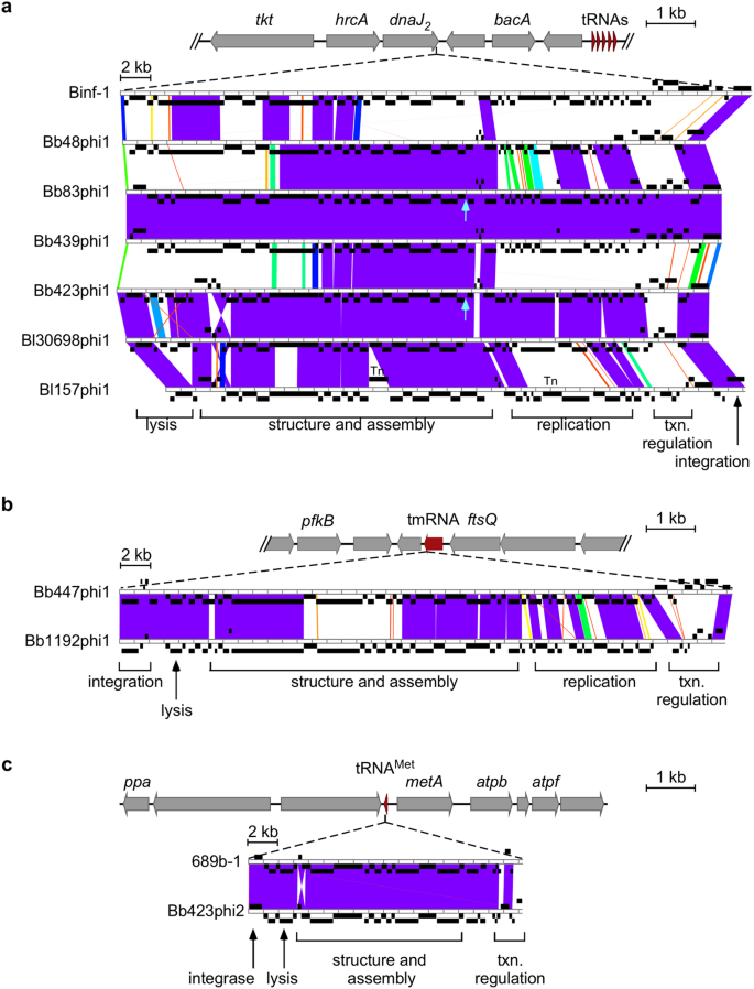 Characterization And Induction Of Prophages In Human Gut Associated Bifidobacterium Hosts Scientific Reports