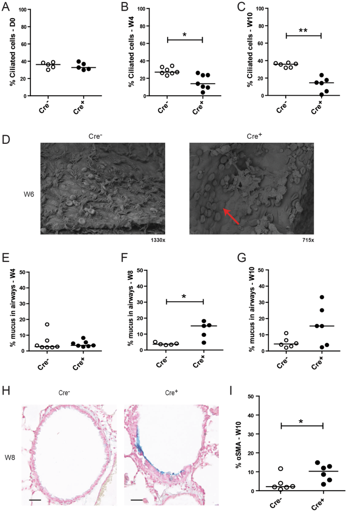conditional gene expression in the respiratory epithelium of the mouse figure 4