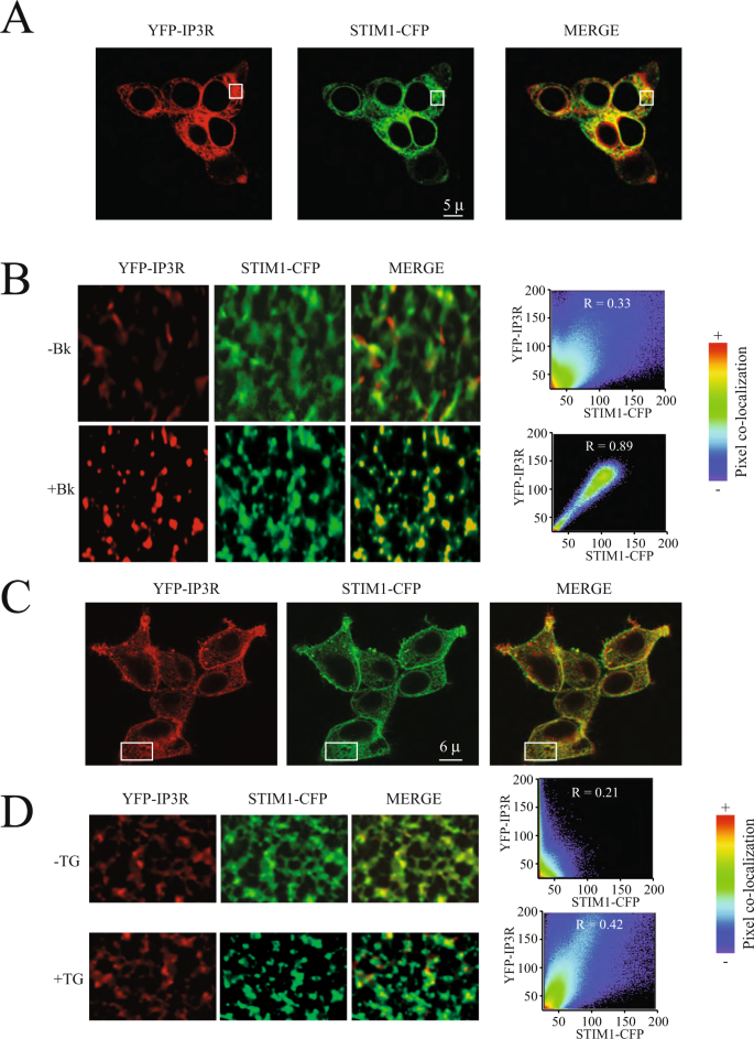 Association Of The Ip3r To Stim1 Provides A Reduced Intraluminal Calcium Microenvironment Resulting In Enhanced Store Operated Calcium Entry Scientific Reports