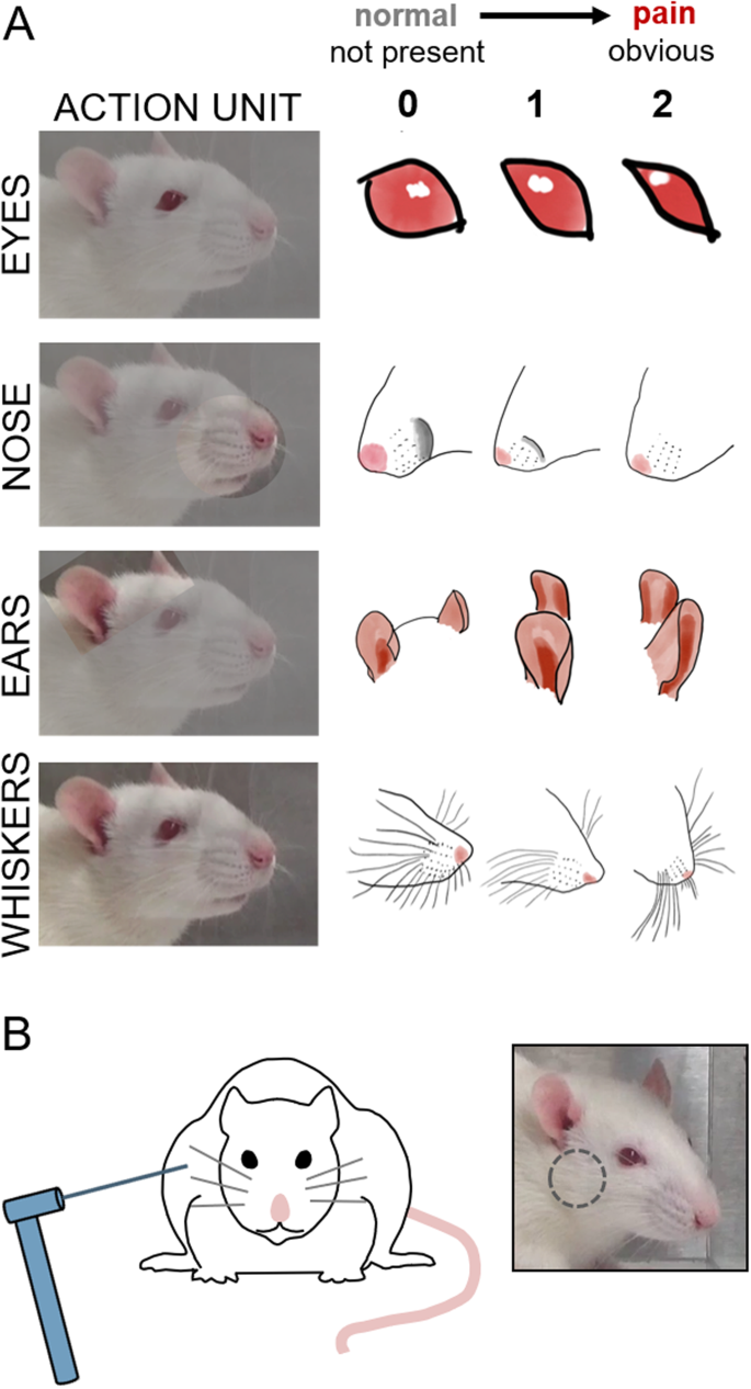 Grading facial expression is a sensitive means to detect grimace  differences in orofacial pain in a rat model | Scientific Reports