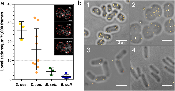 Bacterial Cell Wall Nanoimaging By Autoblinking Microscopy Scientific Reports