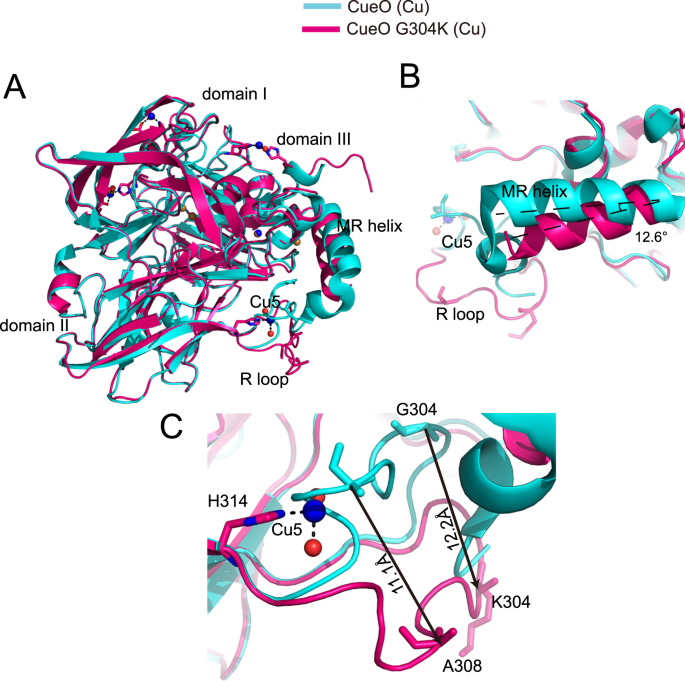 Crystal Structures Of Multicopper Oxidase Cueo G304k Mutant Structural Basis Of The Increased Laccase Activity Scientific Reports