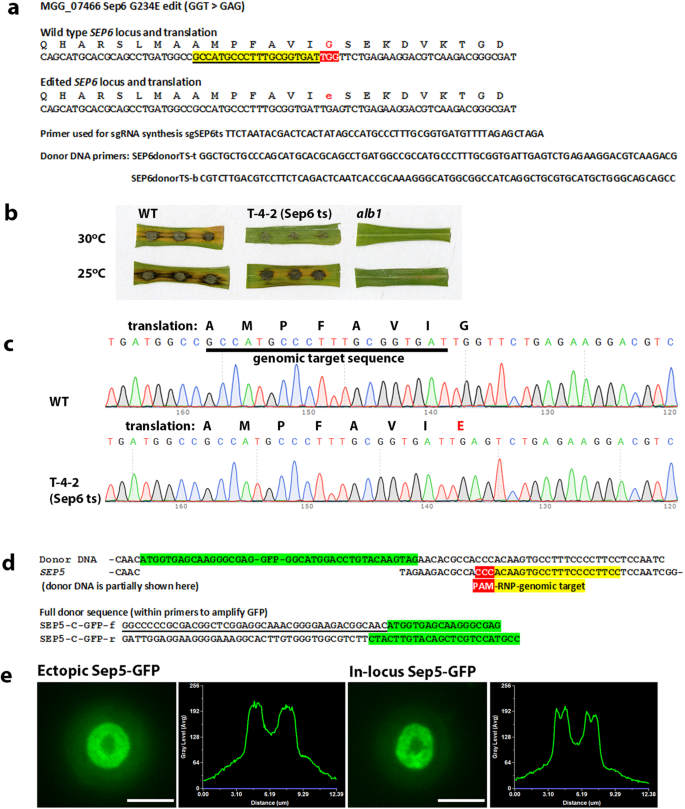 CRISPR-Cas12a induced DNA double-strand breaks are repaired by multiple  pathways with different mutation profiles in Magnaporthe oryzae