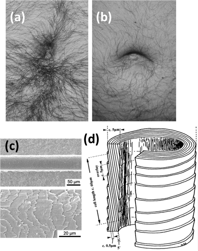 Modeling the production of belly button lint | Scientific Reports