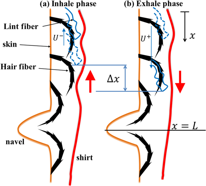 Modeling the production of belly button lint | Scientific Reports