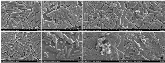 Analysis Of The Antimicrobial Mechanism Of Porcine Beta Defensin 2 Against E Coli By Electron Microscopy And Differentially Expressed Genes Scientific Reports Analysis Of The Antimicrobial Mechanism Of Porcine Beta Defensin 2 Against E Coli By Electron Microscopy And Differentially Expressed Genes Scientific Reports