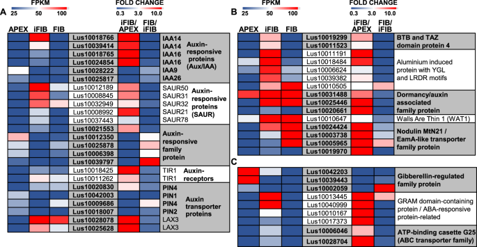 Transcriptome Analysis Of Intrusively Growing Flax Fibers Isolated By Laser Microdissection Scientific Reports