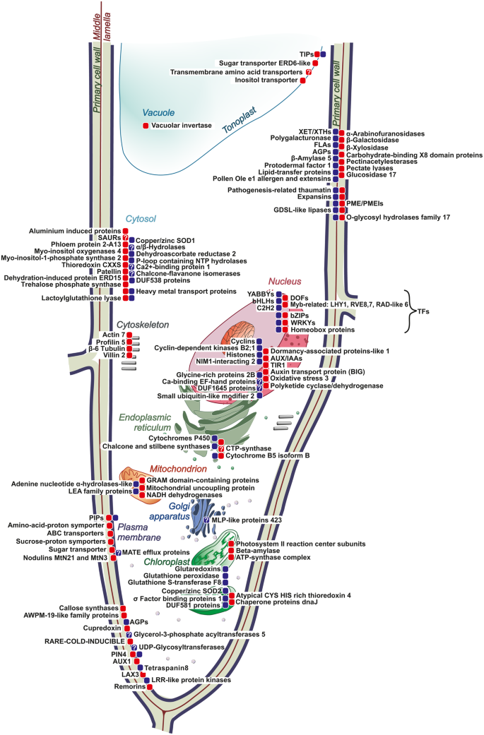 Transcriptome Analysis Of Intrusively Growing Flax Fibers Isolated By Laser Microdissection Scientific Reports