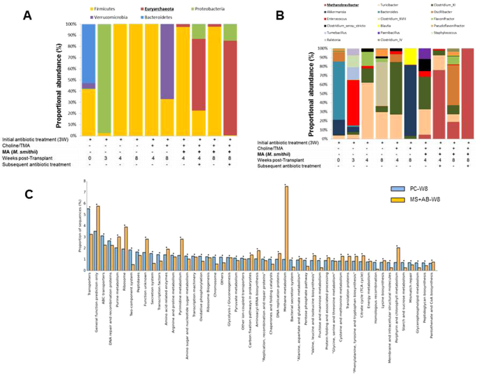 Gut Colonization With Methanogenic Archaea Lowers Plasma Trimethylamine N Oxide Concentrations In Apolipoprotein E Mice Scientific Reports