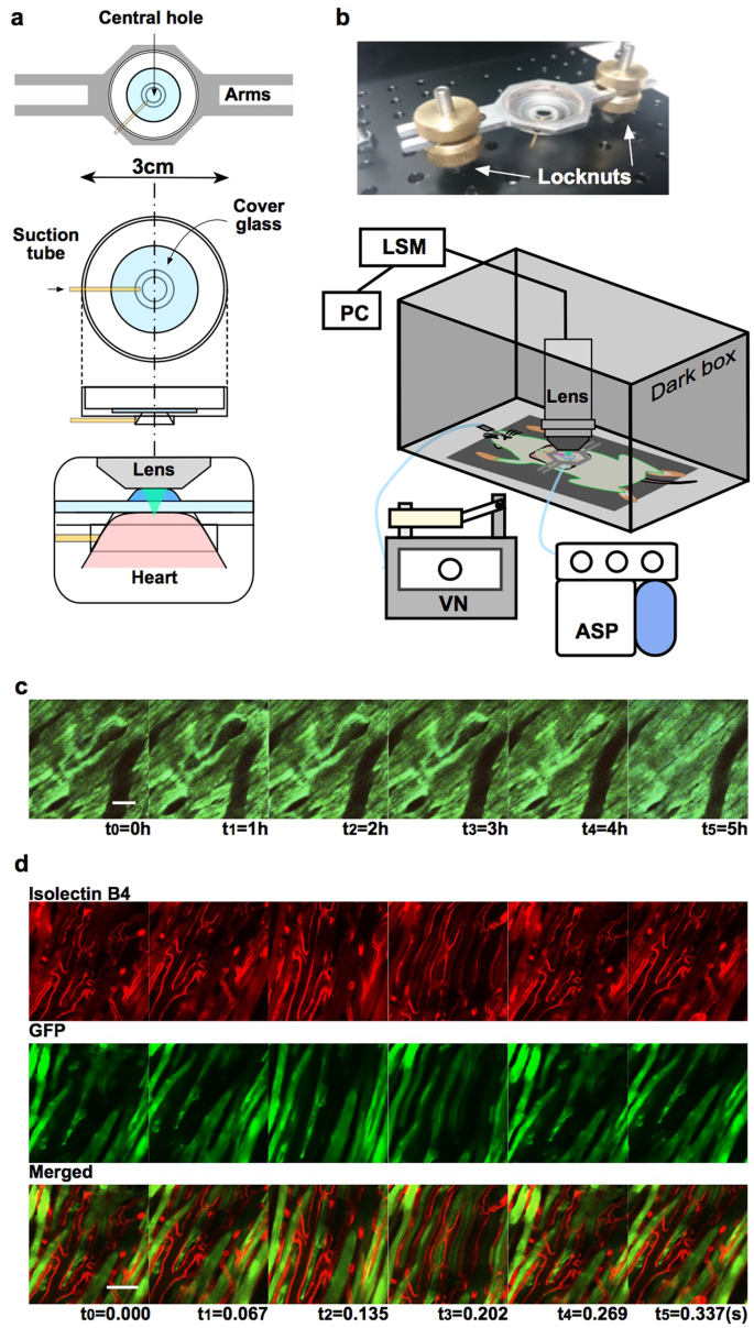 Intravital imaging with two-photon microscopy reveals cellular dynamics in  the ischeamia-reperfused rat heart | Scientific Reports