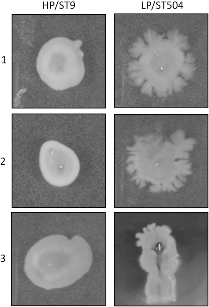 Staphylococcus aureus forms spreading dendrites that have characteristics  of active motility