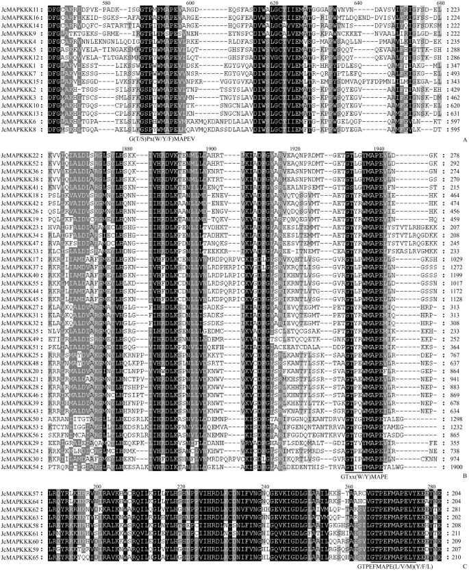 Genome Wide Identification Of Jatropha Curcas Mapk Mapkk And Mapkkk Gene Families And Their Expression Profile Under Cold Stress Scientific Reports