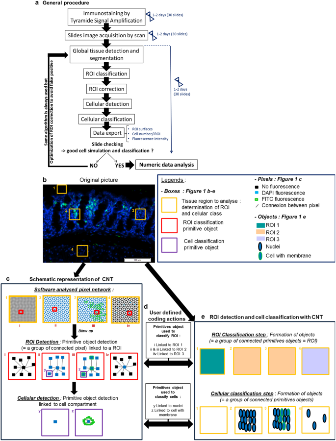 Deciphering The Immune Microenvironment Of A Tissue By Digital Imaging And Cognition Network Scientific Reports