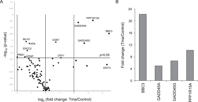 An Altered Gene Expression Profile In Tyramine Exposed Intestinal Cell Cultures Supports The Genotoxicity Of This Biogenic Amine At Dietary Concentrations Scientific Reports