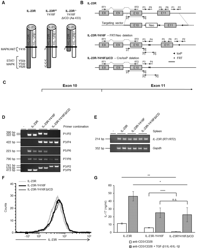 Il 23r Signaling Plays No Role In Myocardial Infarction Scientific Reports