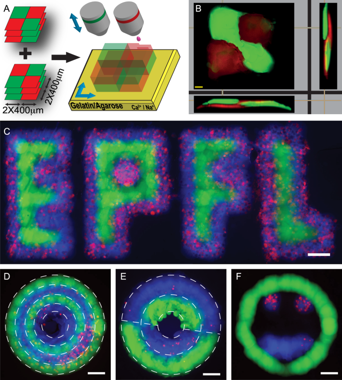 3d Inkjet Printing Of Complex Cell Laden Hydrogel Structures Scientific Reports