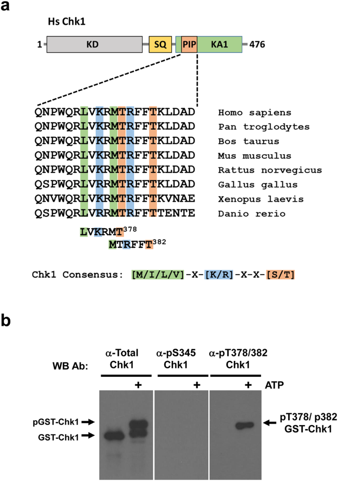 Chk1 Ka1 Domain Auto Phosphorylation Stimulates Biological Activity And Is Linked To Rapid Proteasomal Degradation Scientific Reports