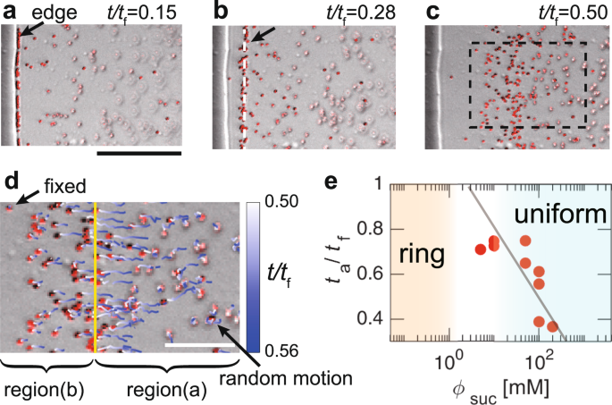 lettelse jeg er træt Vulkan Suppression of the coffee-ring effect by sugar-assisted depinning of  contact line | Scientific Reports