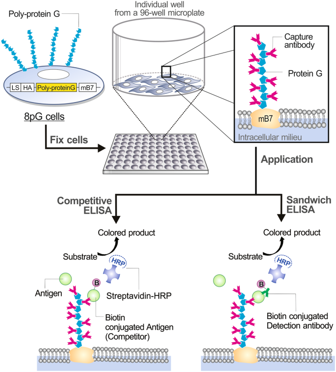 Development of a highly sensitive enzyme-linked immunosorbent assay (ELISA)  through use of poly-protein G-expressing cell-based microplates |  Scientific Reports