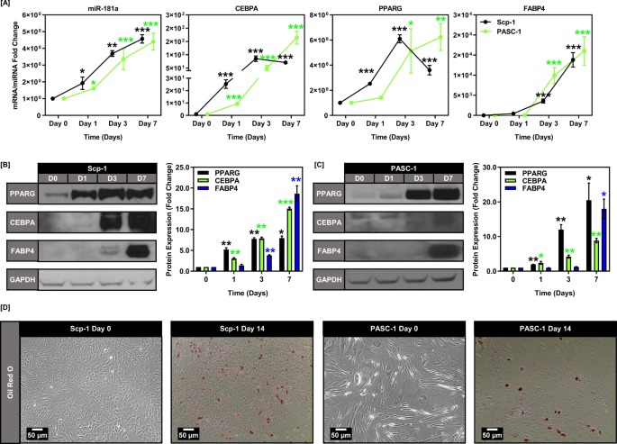 Mir 181a Modulates Circadian Rhythm In Immortalized Bone Marrow And Adipose Derived Stromal Cells And Promotes Differentiation Through The Regulation Of Per3 Scientific Reports