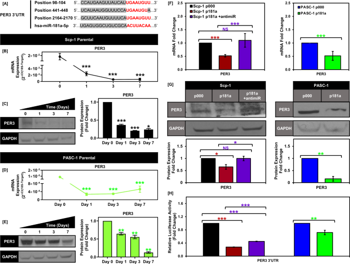 Mir 181a Modulates Circadian Rhythm In Immortalized Bone Marrow And Adipose Derived Stromal Cells And Promotes Differentiation Through The Regulation Of Per3 Scientific Reports