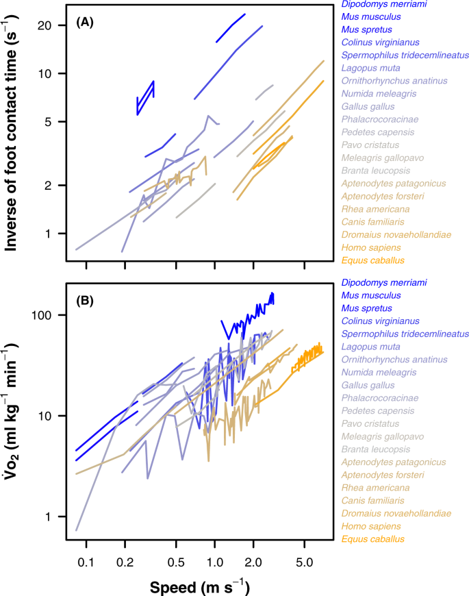 Terrestrial locomotion energy costs vary considerably between species: no evidence that this is explained by rate of leg force production or ecology | Scientific Reports Terrestrial locomotion energy costs vary considerably between species: no evidence that this is explained by rate of leg force production or ecology | Scientific Reports