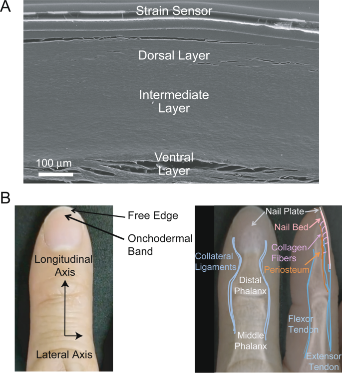 Wearable Nail Deformation Sensing For Behavioral And Biomechanical Monitoring And Human Computer Interaction Scientific Reports