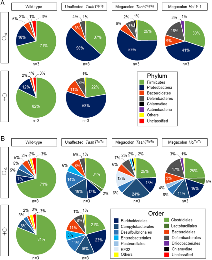 Gut Microbiota Mediated Gene Environment Interaction In The Tasht Mouse Model Of Hirschsprung Disease Scientific Reports