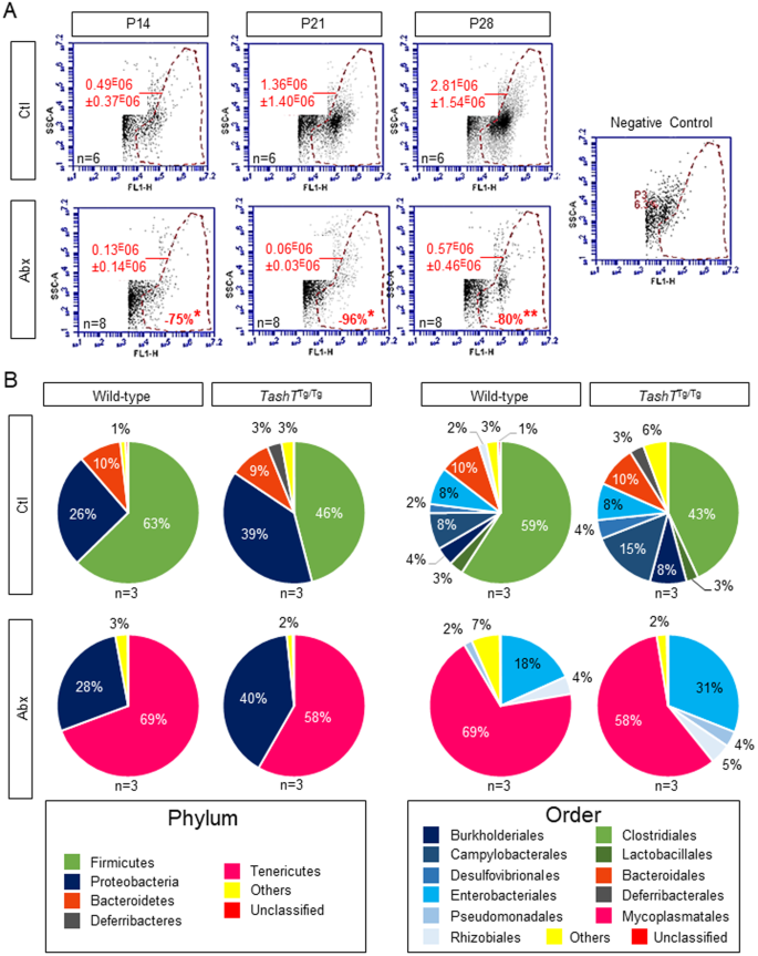 Gut Microbiota Mediated Gene Environment Interaction In The Tasht Mouse Model Of Hirschsprung Disease Scientific Reports