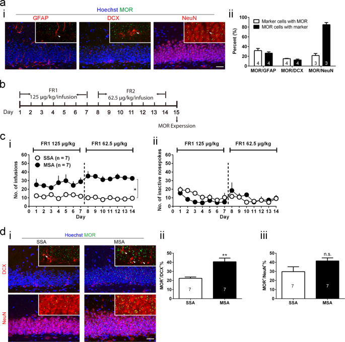 Dentate Gyrus M Opioid Receptor Mediated Neurogenic Processes Are Associated With Alterations In Morphine Self Administration Scientific Reports