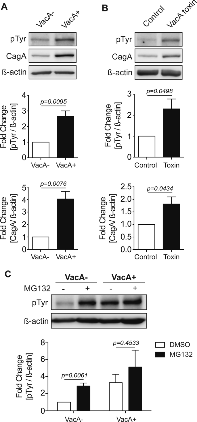 VacA promotes CagA accumulation in gastric epithelial cells during  Helicobacter pylori infection | Scientific Reports