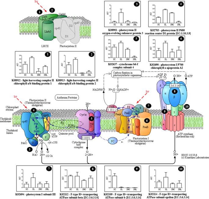 The Increase Of Photosynthetic Carbon Assimilation As A Mechanism Of Adaptation To Low Temperature In Lotus Japonicus Scientific Reports