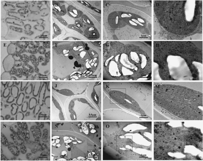 The Increase Of Photosynthetic Carbon Assimilation As A Mechanism Of Adaptation To Low Temperature In Lotus Japonicus Scientific Reports