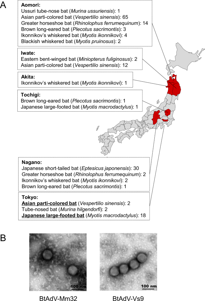 Characterization Of A Novel Species Of Adenovirus From Japanese Microbat And Role Of Cxadr As Its Entry Factor Scientific Reports