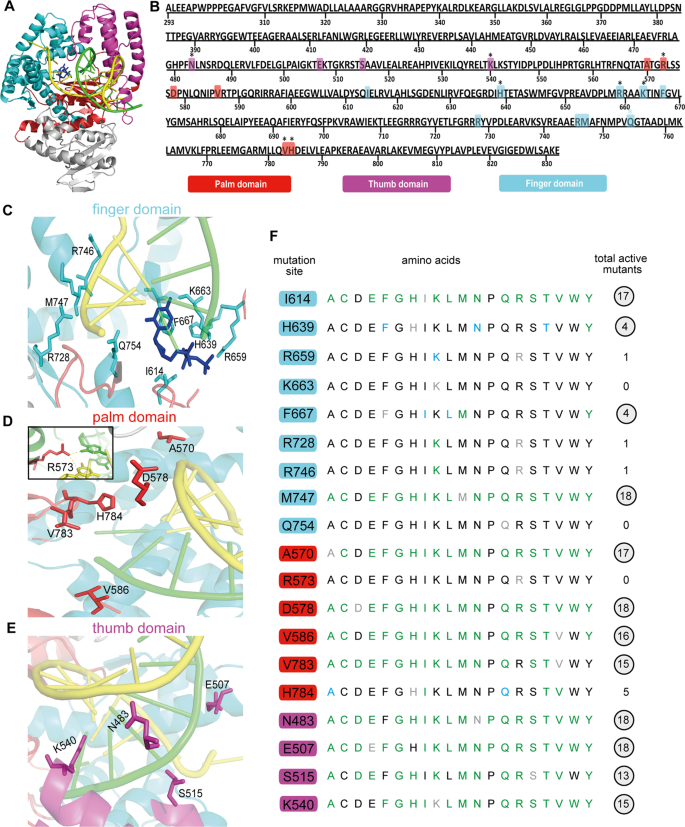 thermus aquaticus dna polymerase
