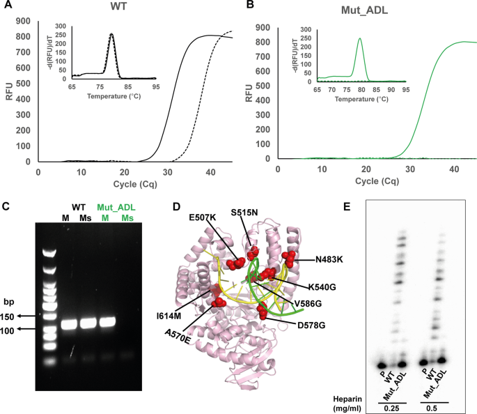 thermus aquaticus dna polymerase