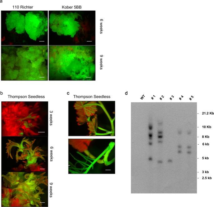 Comparison Of Regeneration Capacity And Agrobacterium Mediated Cell Transformation Efficiency Of Different Cultivars And Rootstocks Of Vitis Spp Via Organogenesis Scientific Reports