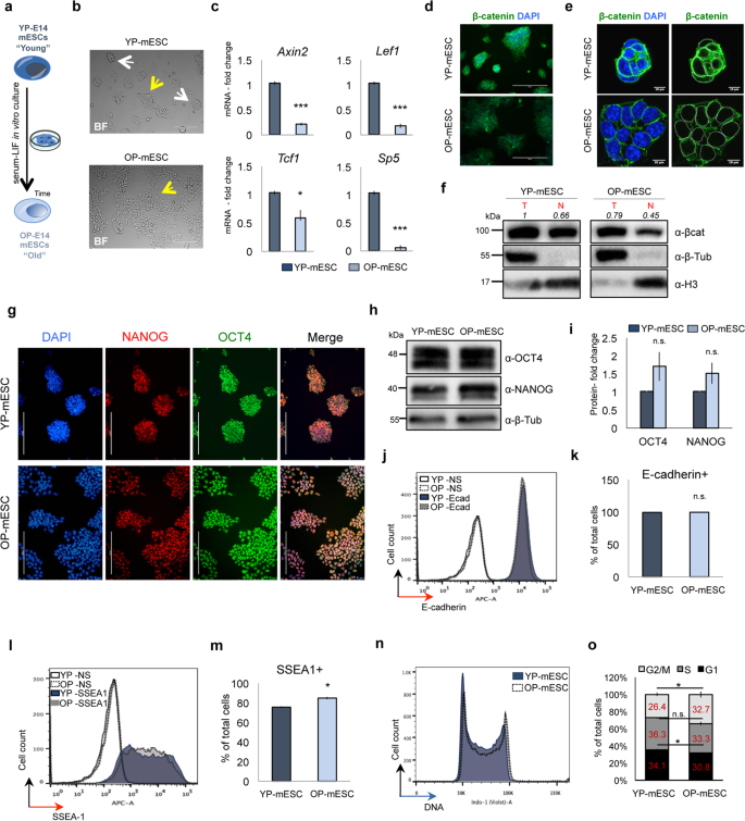 Wnt B Catenin Signaling Pathway Safeguards Epigenetic Stability And Homeostasis Of Mouse Embryonic Stem Cells Scientific Reports