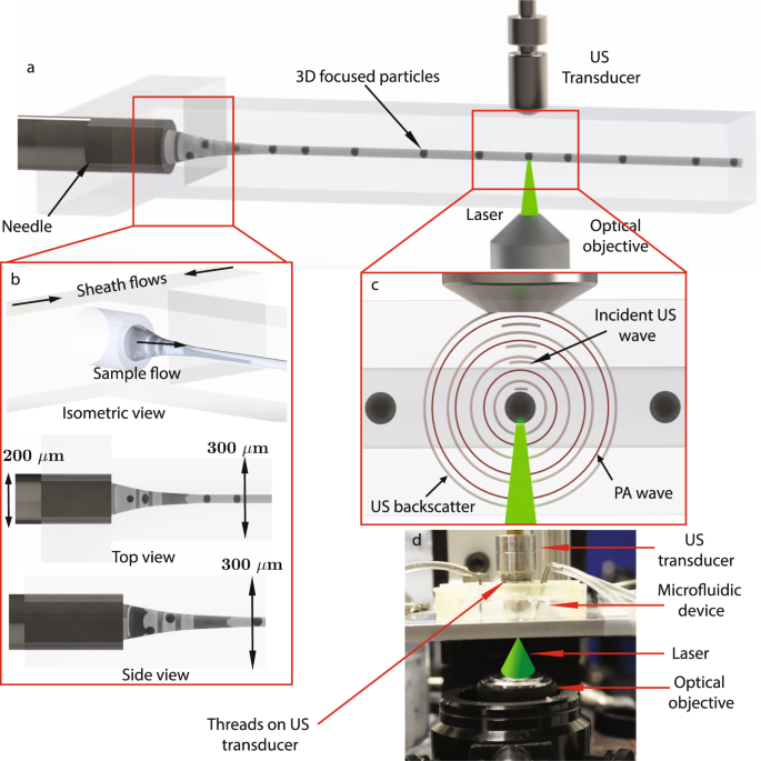 Simultaneous acoustic and photoacoustic microfluidic flow cytometry for  label-free analysis | Scientific Reports