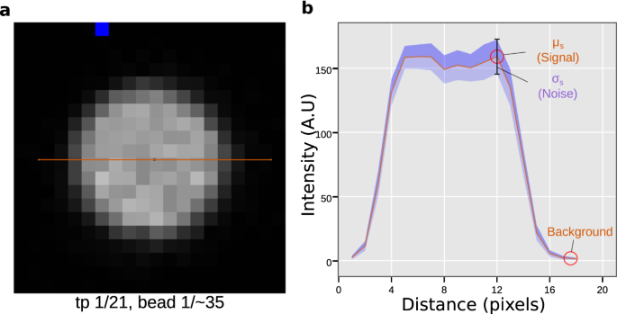 Using the NoiSee workflow to measure signal-to-noise ratios of confocal  microscopes | Scientific Reports