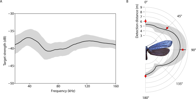 Deaf Moths Employ Acoustic Mullerian Mimicry Against Bats Using Wingbeat Powered Tymbals Scientific Reports