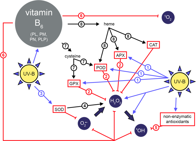 Multiple Roles For Vitamin B 6 In Plant Acclimation To Uv B Scientific Reports